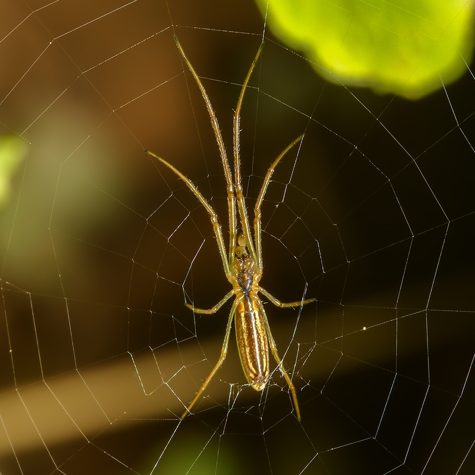 Long-jawed orb weaver stretched along grass blade
