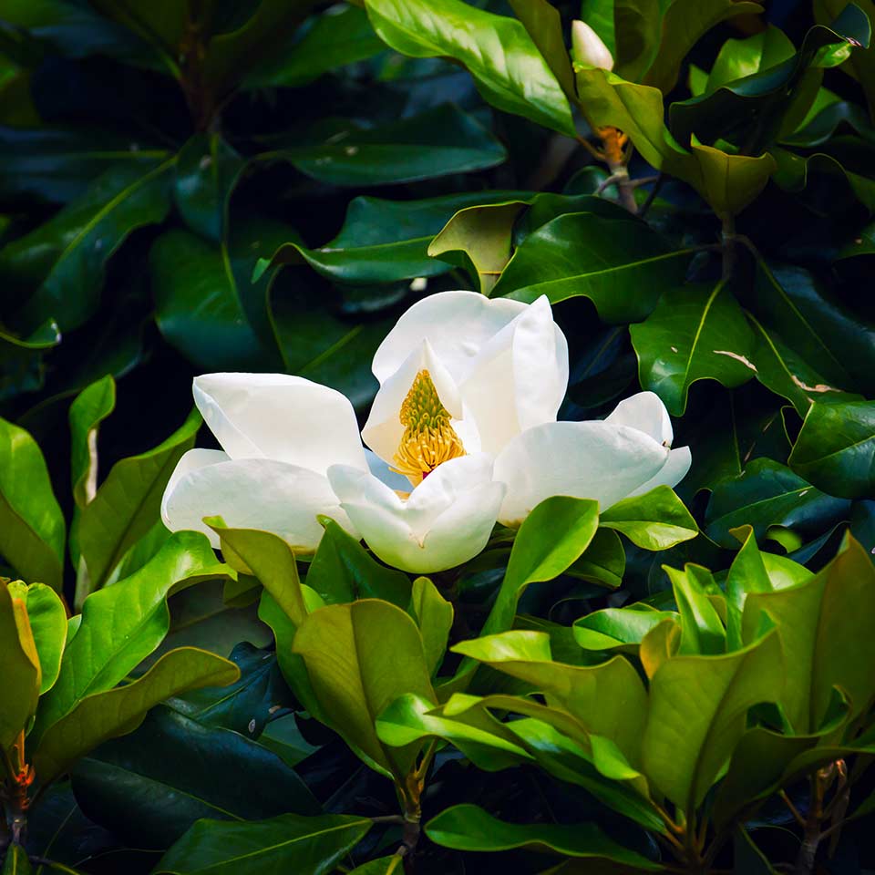 Magnolia tree recommended for right place