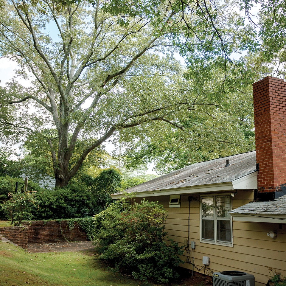 Mature trees overhanging a house, showing risk during storms