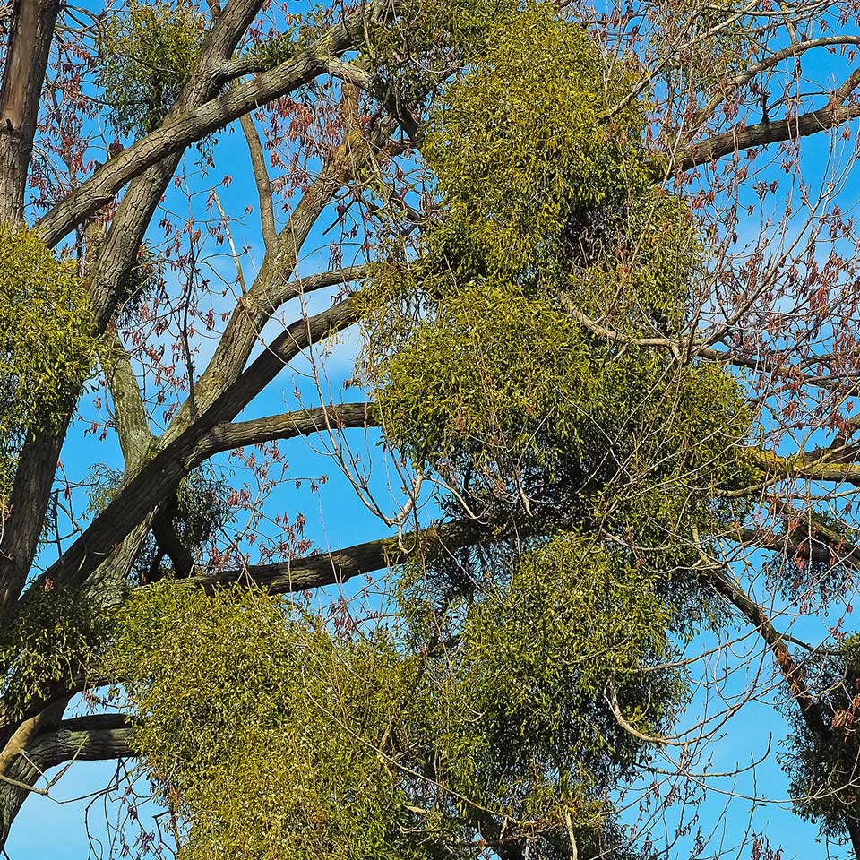 Mistletoe plant growing on host tree branch