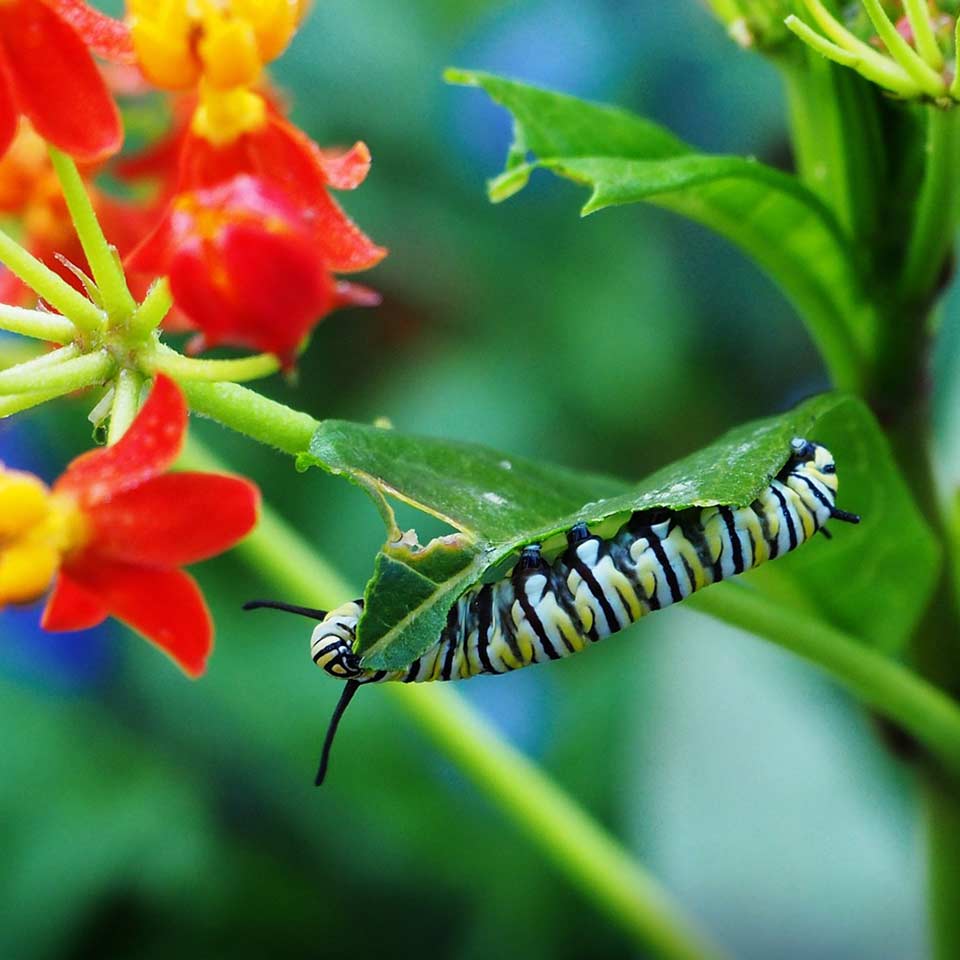 Monarch caterpillar feeding on milkweed leaf