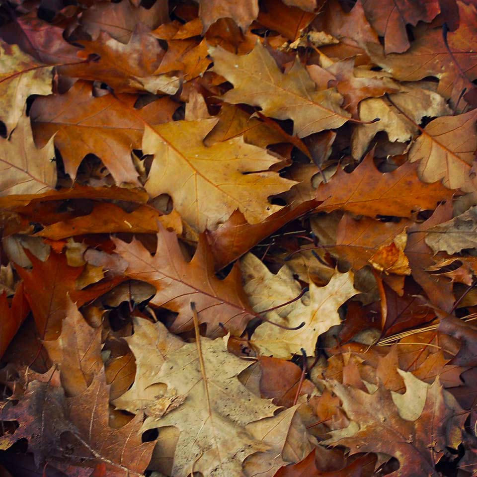 Mulch and leaves under tree canopy, improving soil health