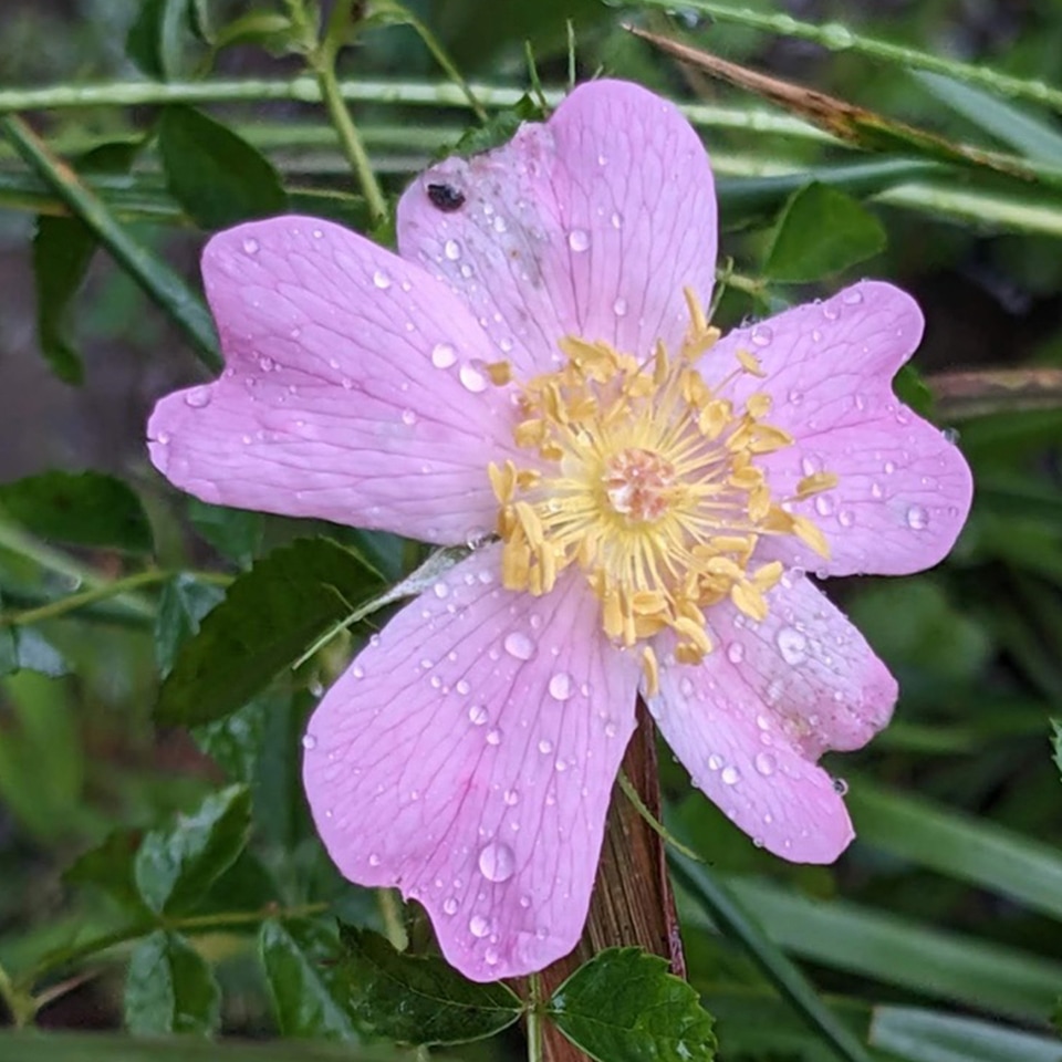 Carolina rose shrub with pink blossoms
