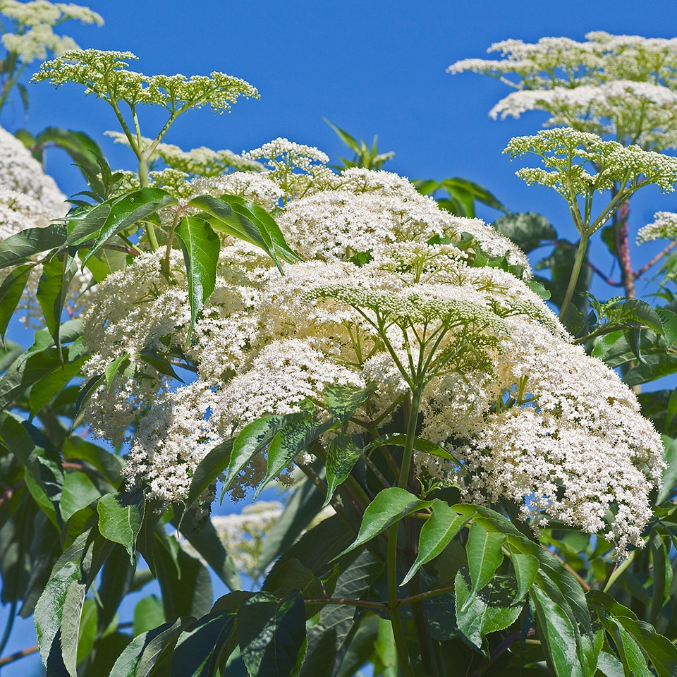 Elderberry shrub with clusters of small berries