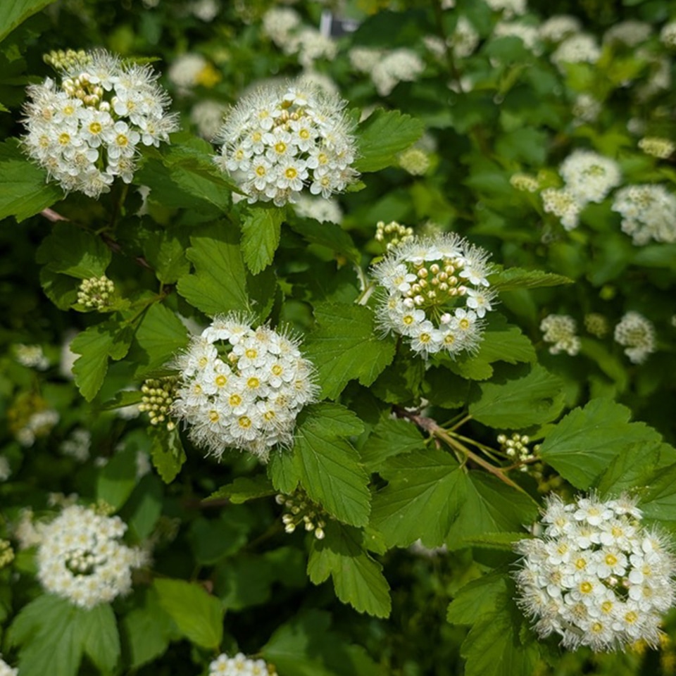 Ninebark shrub with peeling bark