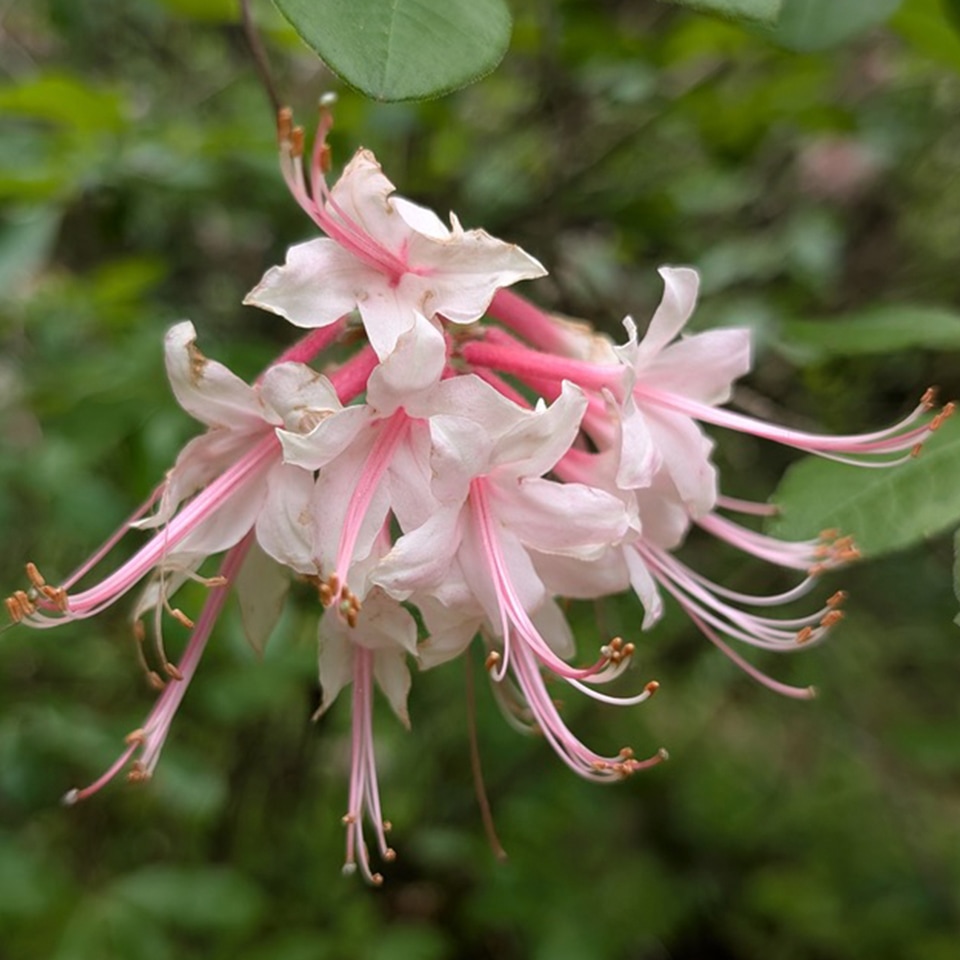 Pinxter azalea shrub with pink flowers