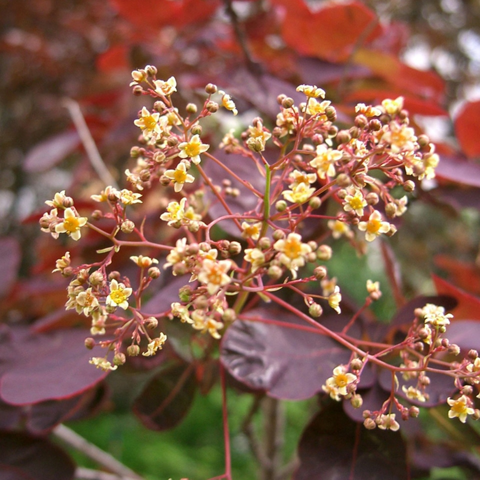 Native smokebush shrub with wispy flowers