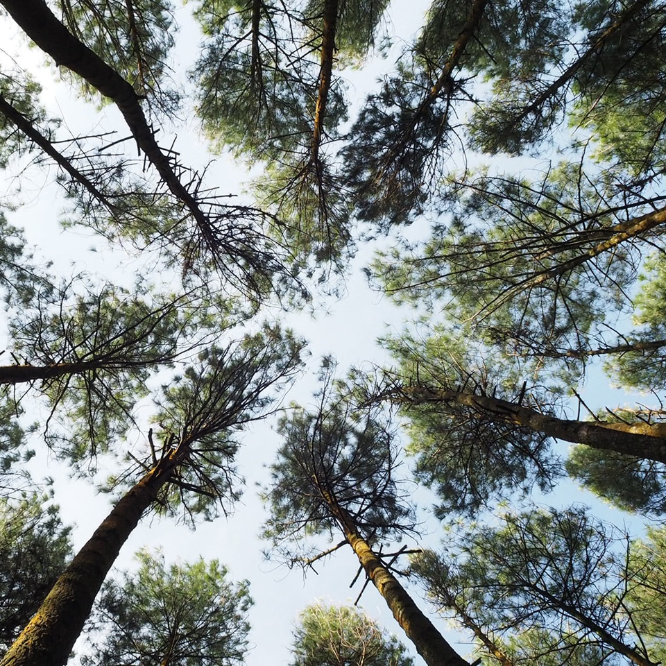 Native pine trees in forest