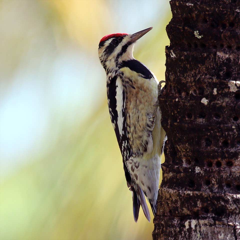 Sapsucker on a tree