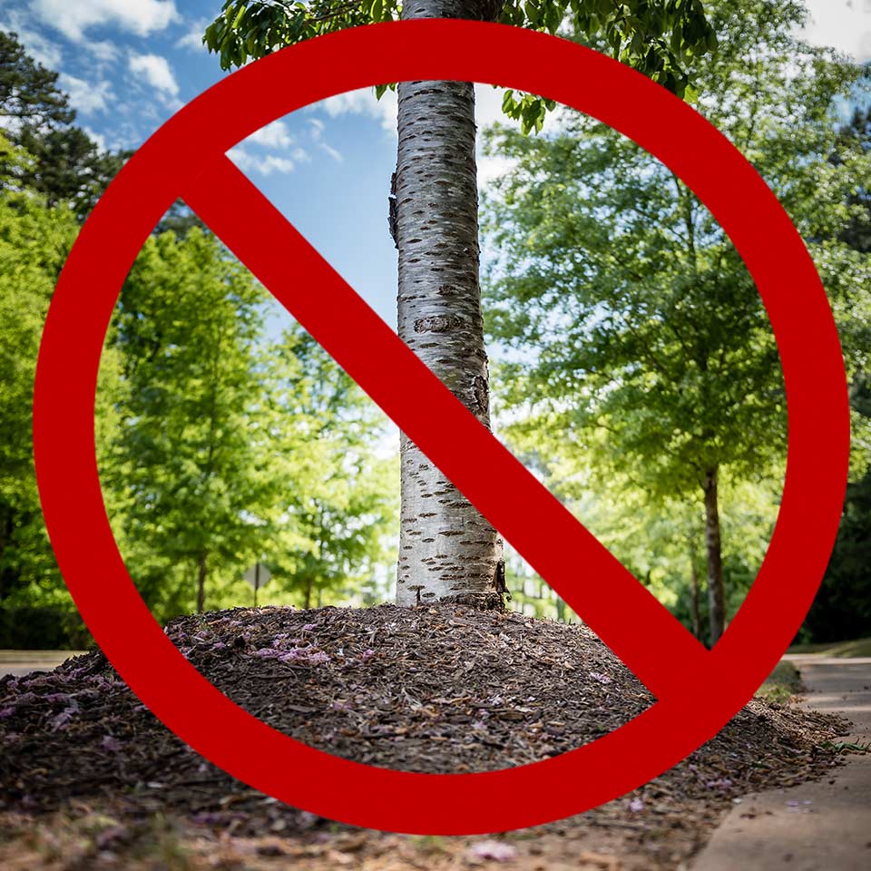 Mulch volcano piled against tree trunk