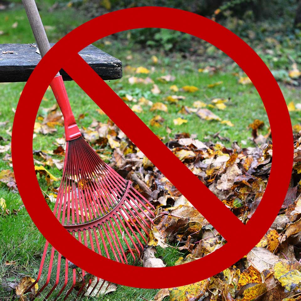 Raking leaves, removing natural mulch from soil