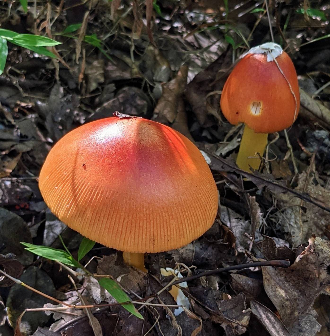 This mushroom reveals presence of beneficial mycorrhizal fungi
