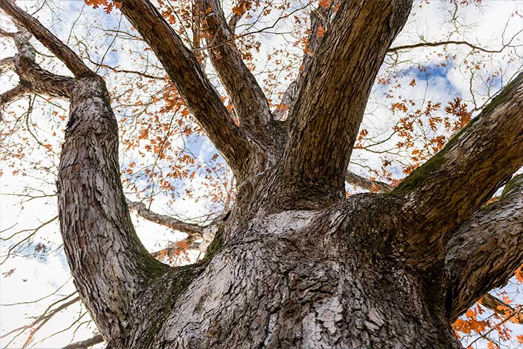 Pando tree introduction, large aspen grove