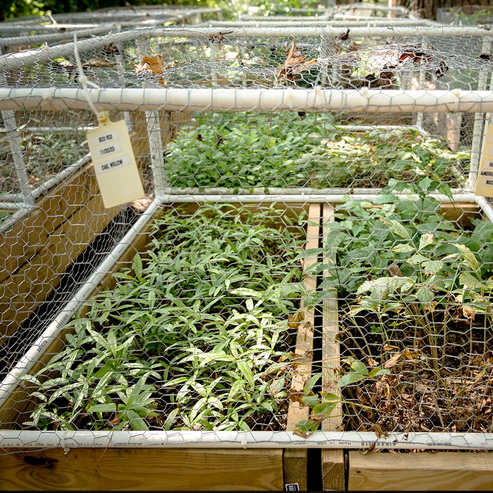 And got to see those seeds grow into saplings.