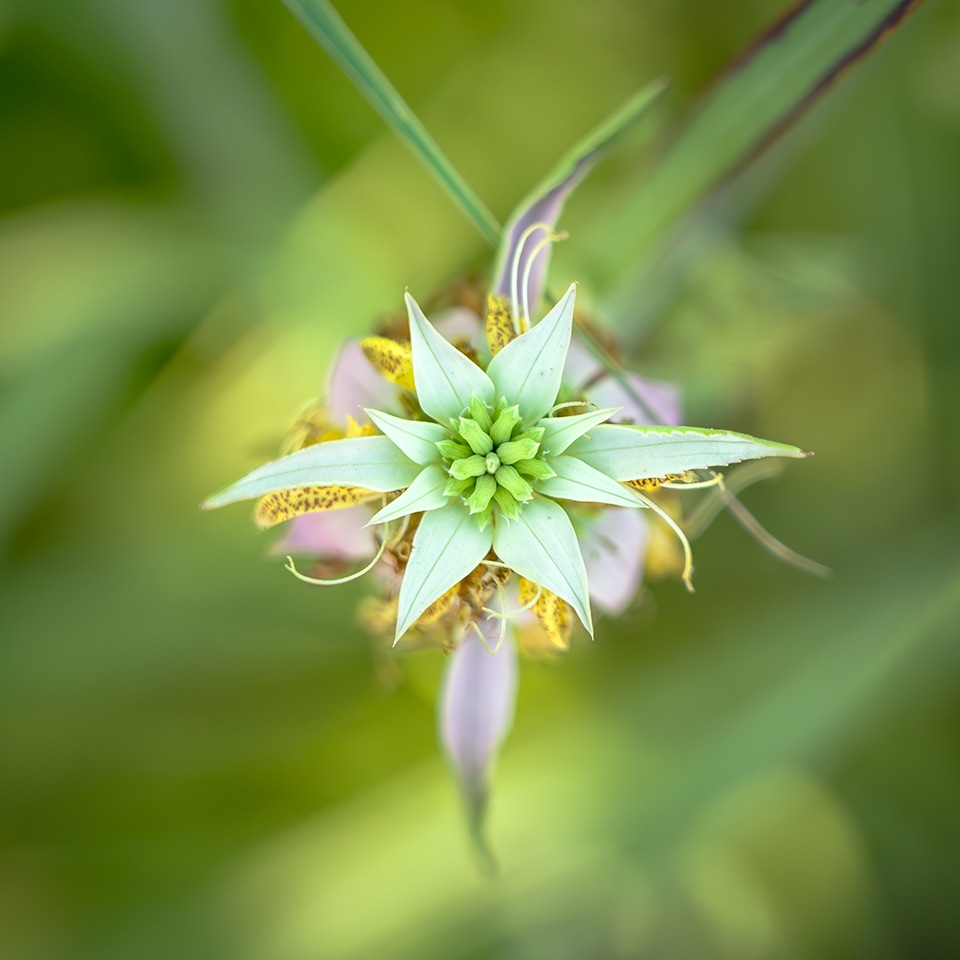 Bee Balm flowers in Piedmont Prairie meadow