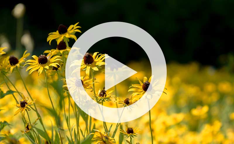Video thumbnail of native yellow flowers in a field
