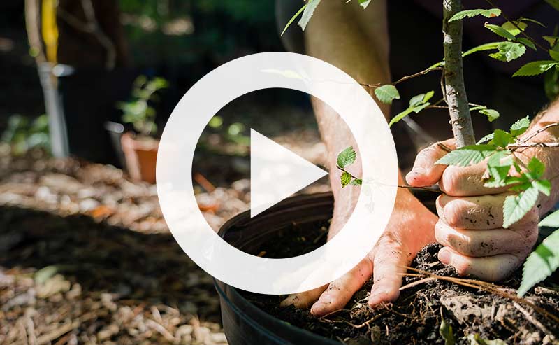 Hands carefully planting a young tree sapling in soil