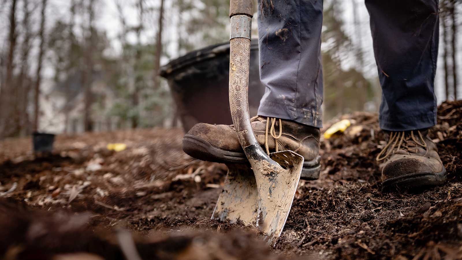 Leaf & Limb team member planting trees for a step-by-step guide for properly planting trees and shrubs.