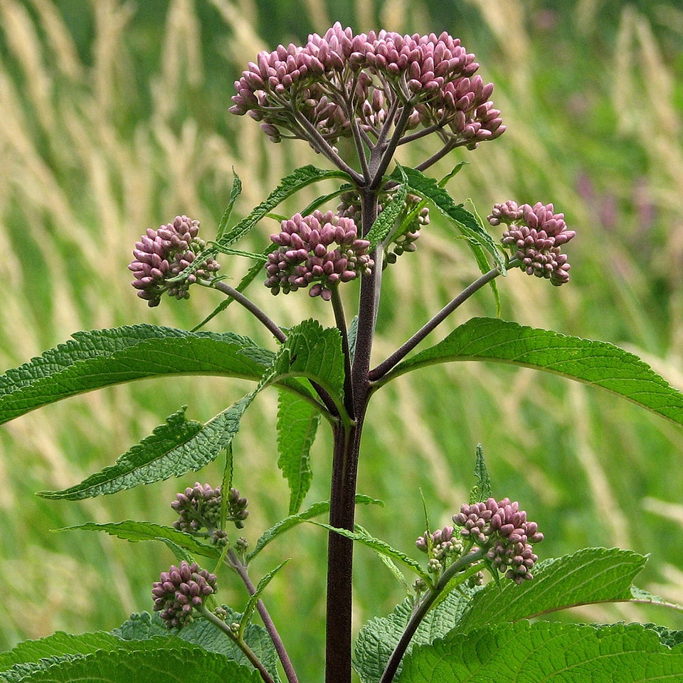 Joe-Pye Weed (Eupatorium fistulosum) in Piedmont Prairie