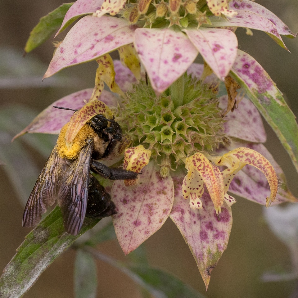 Spotted Beebalm (Monarda punctata) in Piedmont Prairie