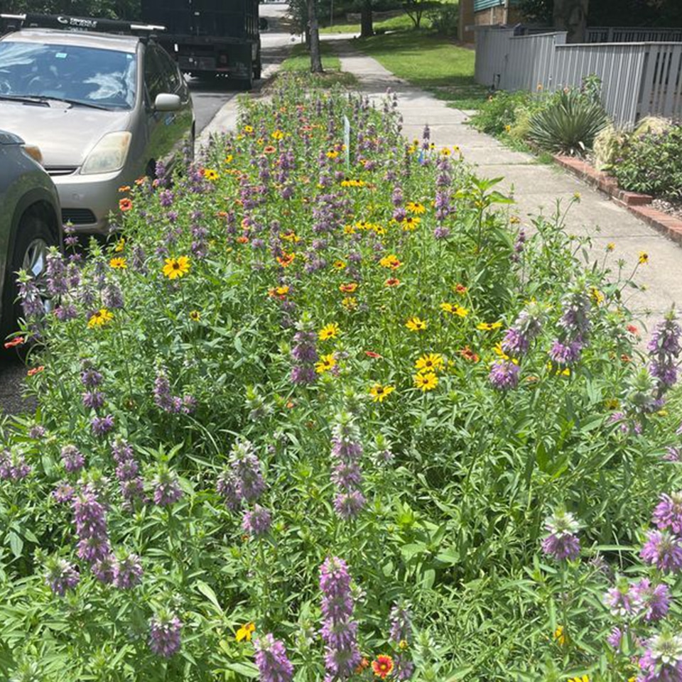 Many of our Piedmont Prairies have reached their third growing season. They are full of beauty and life!