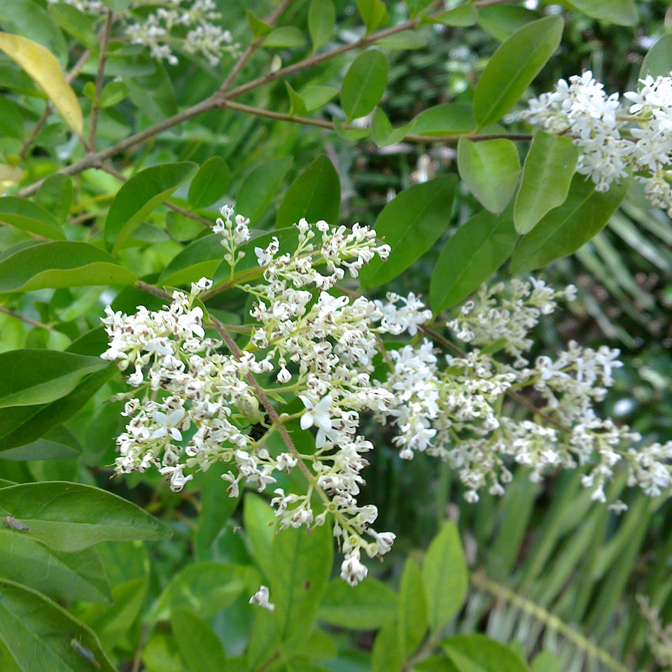 Privet, invasive shrub forming dense thickets