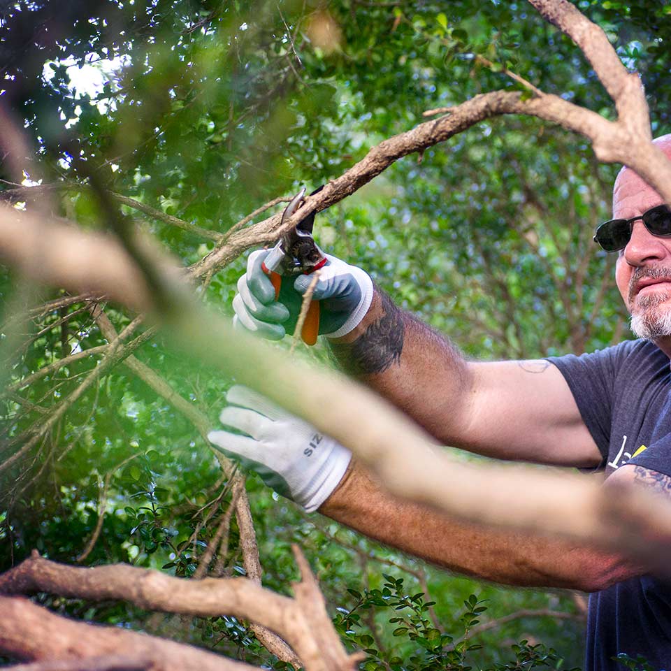 person pruning tree branches with hand pruners