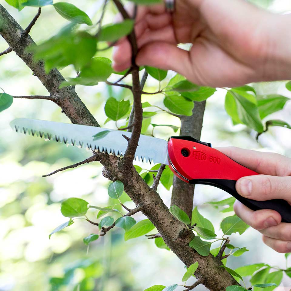 Using a handsaw for pruning larger branches