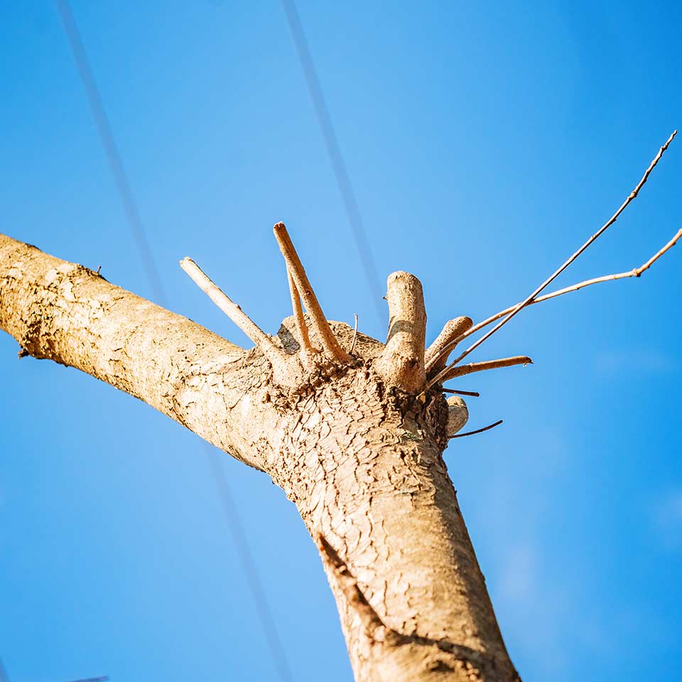 Tree heavily pruned during growing season