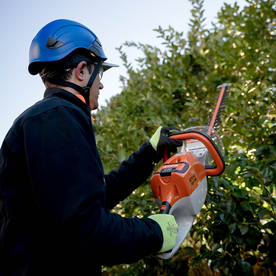 Hedge trimmer cutting shrub, showing imprecise pruning