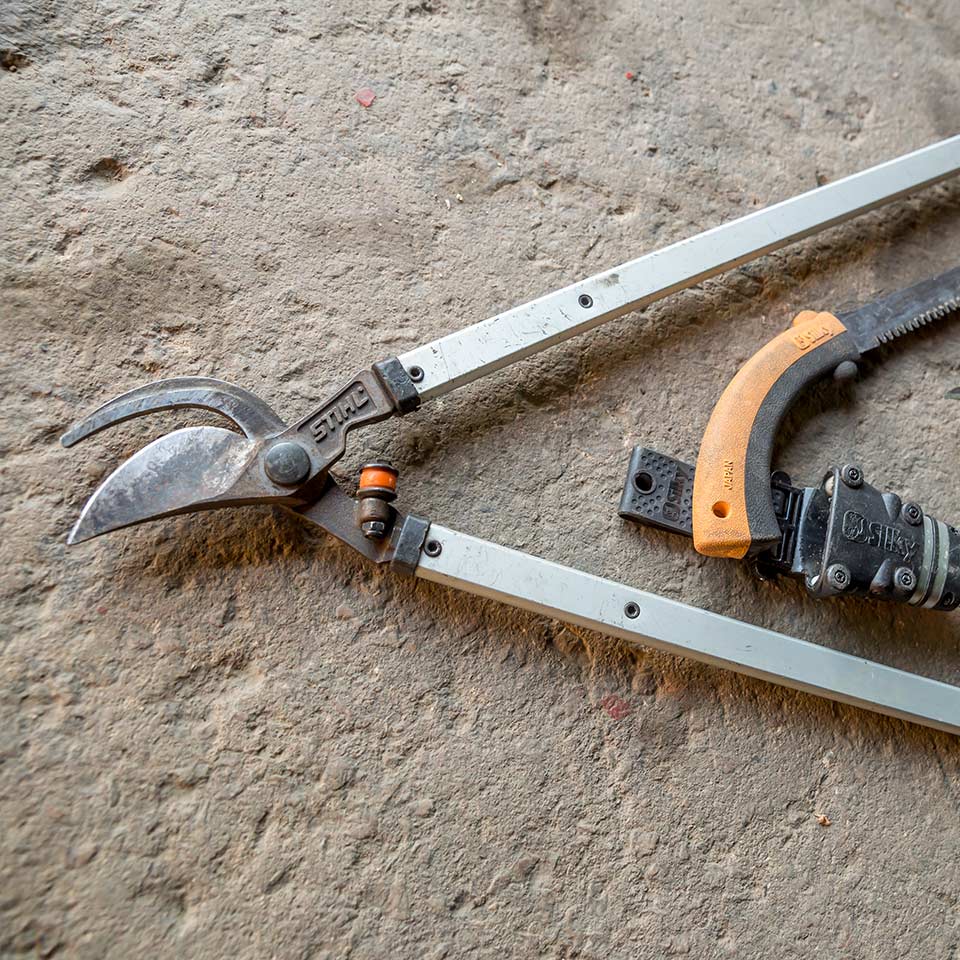 Using dull loppers for pruning