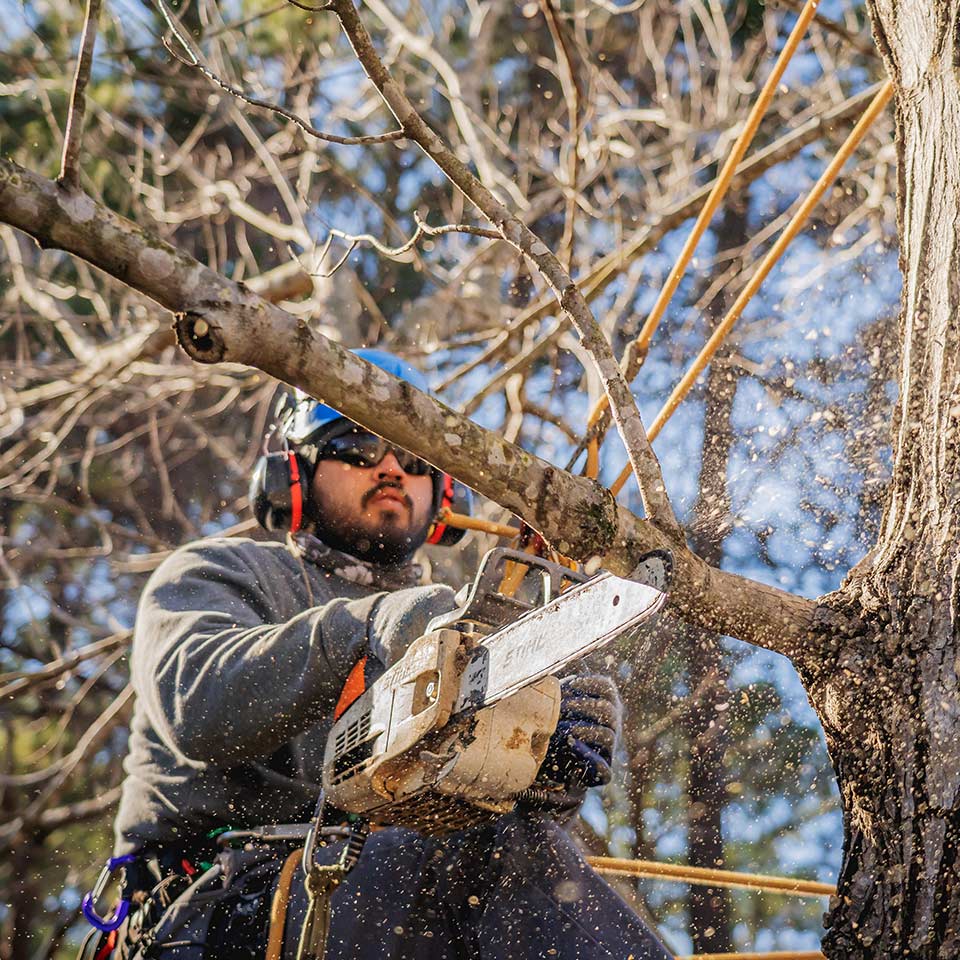 Pruning a tree at the right time of year