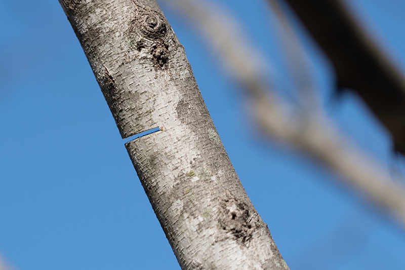 First redunction cut, showing a saw cut halfway through a branch on one side