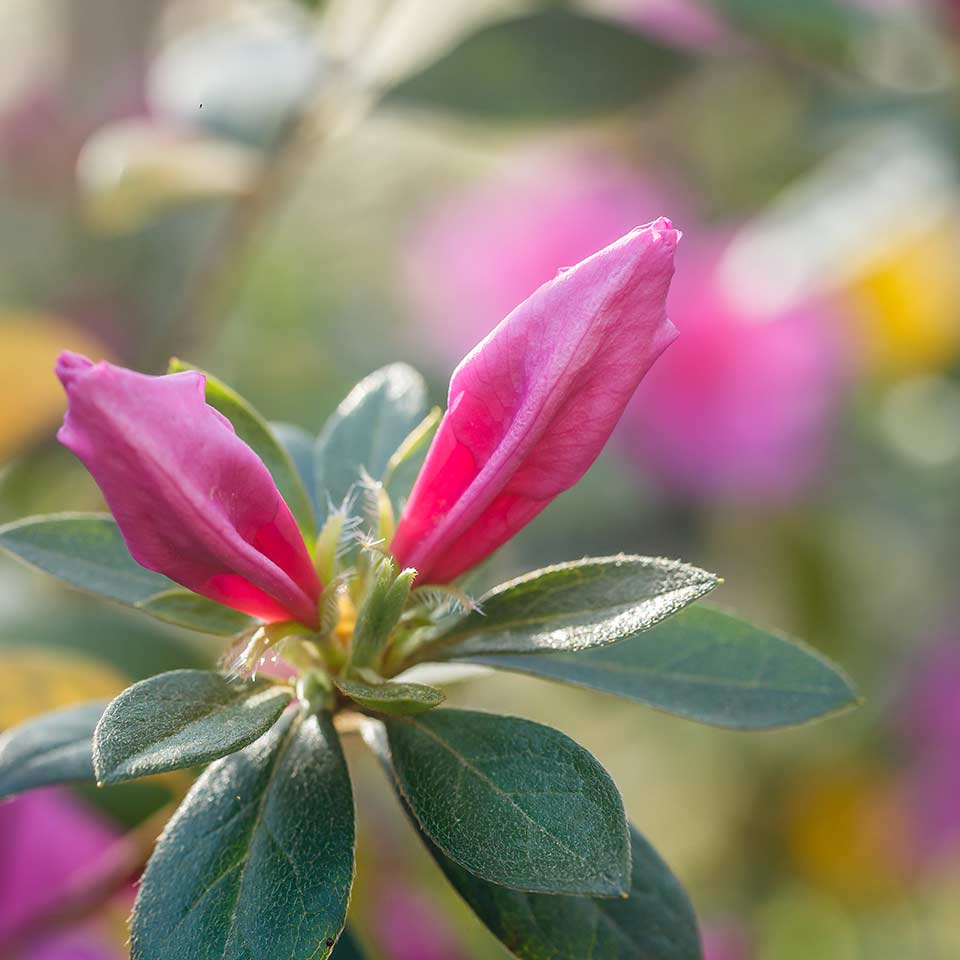 Features to consider when planting a tree