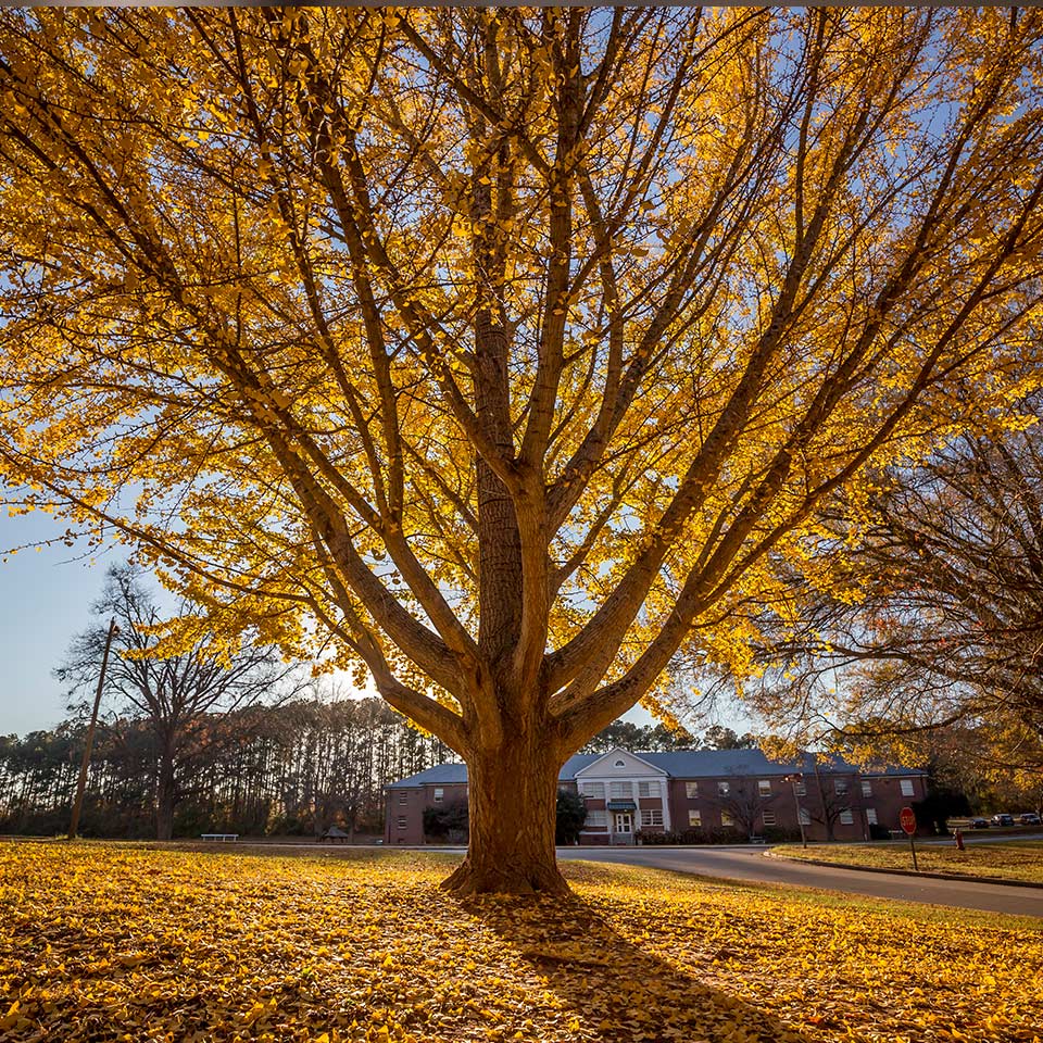 Tree size comparison for planting location