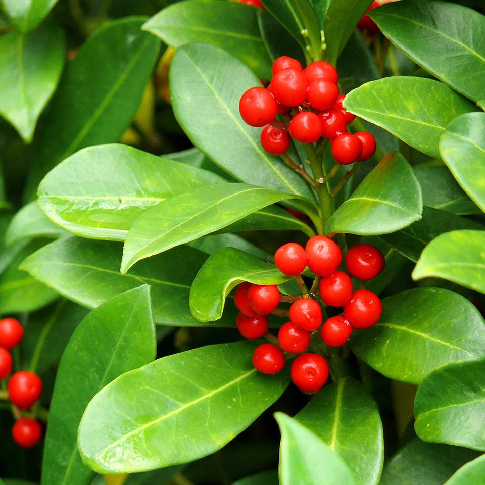 Tree providing wildlife habitat