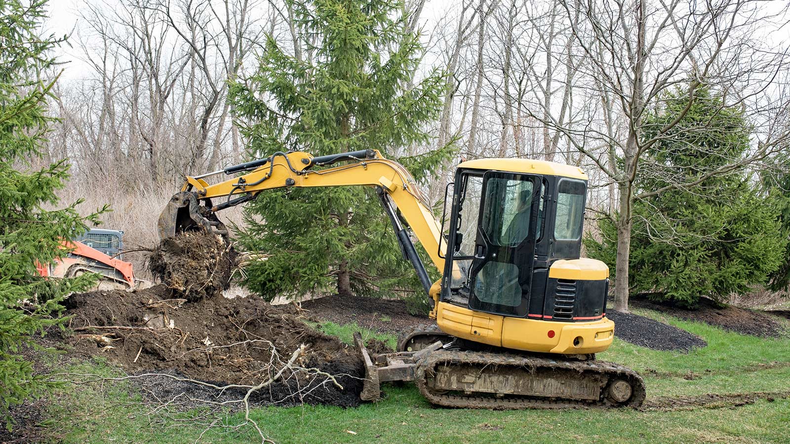 Tree roots exposed and damaged by nearby construction work