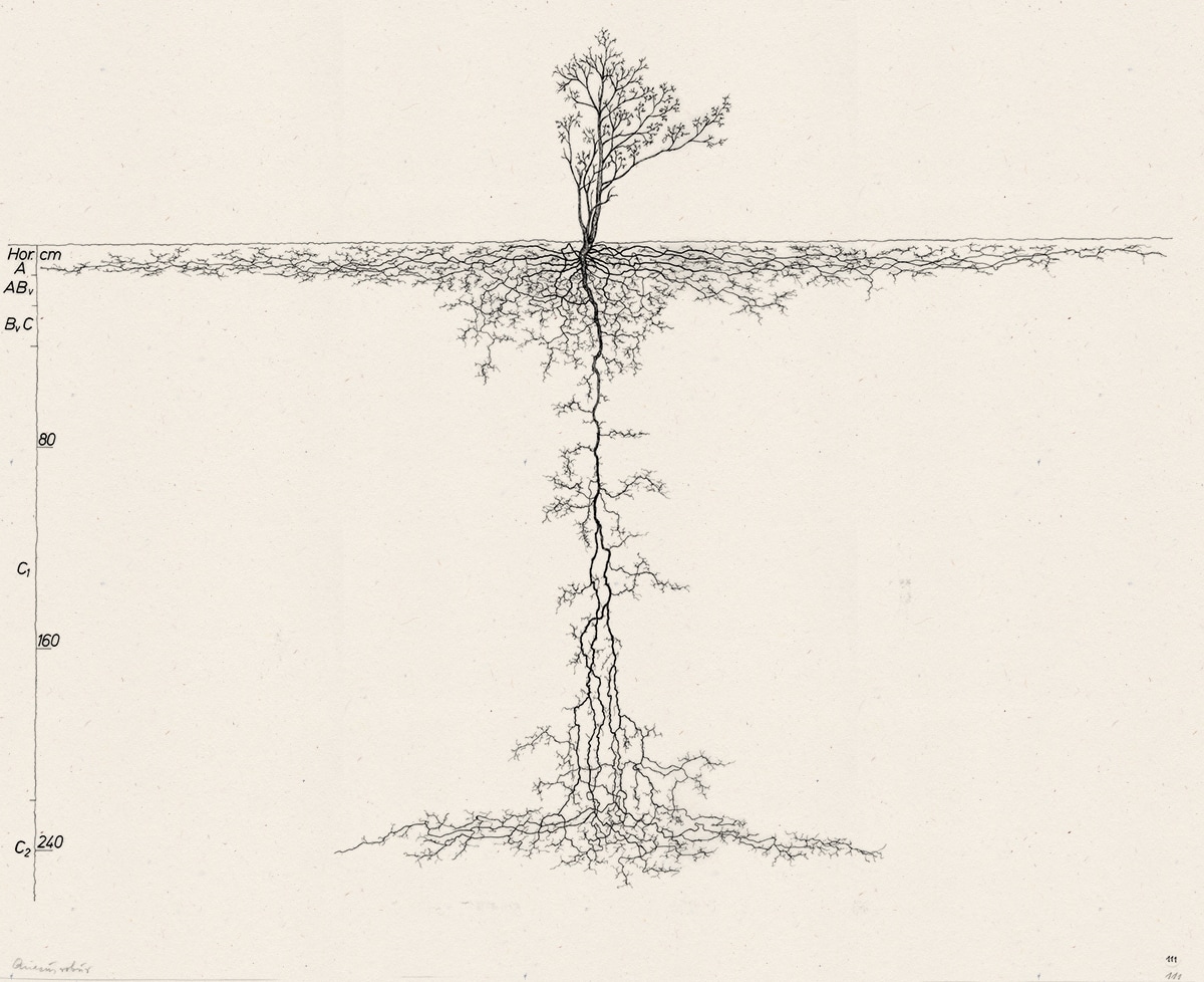 Two English oaks <em>(Quercus robur)</em>, at different stages of development