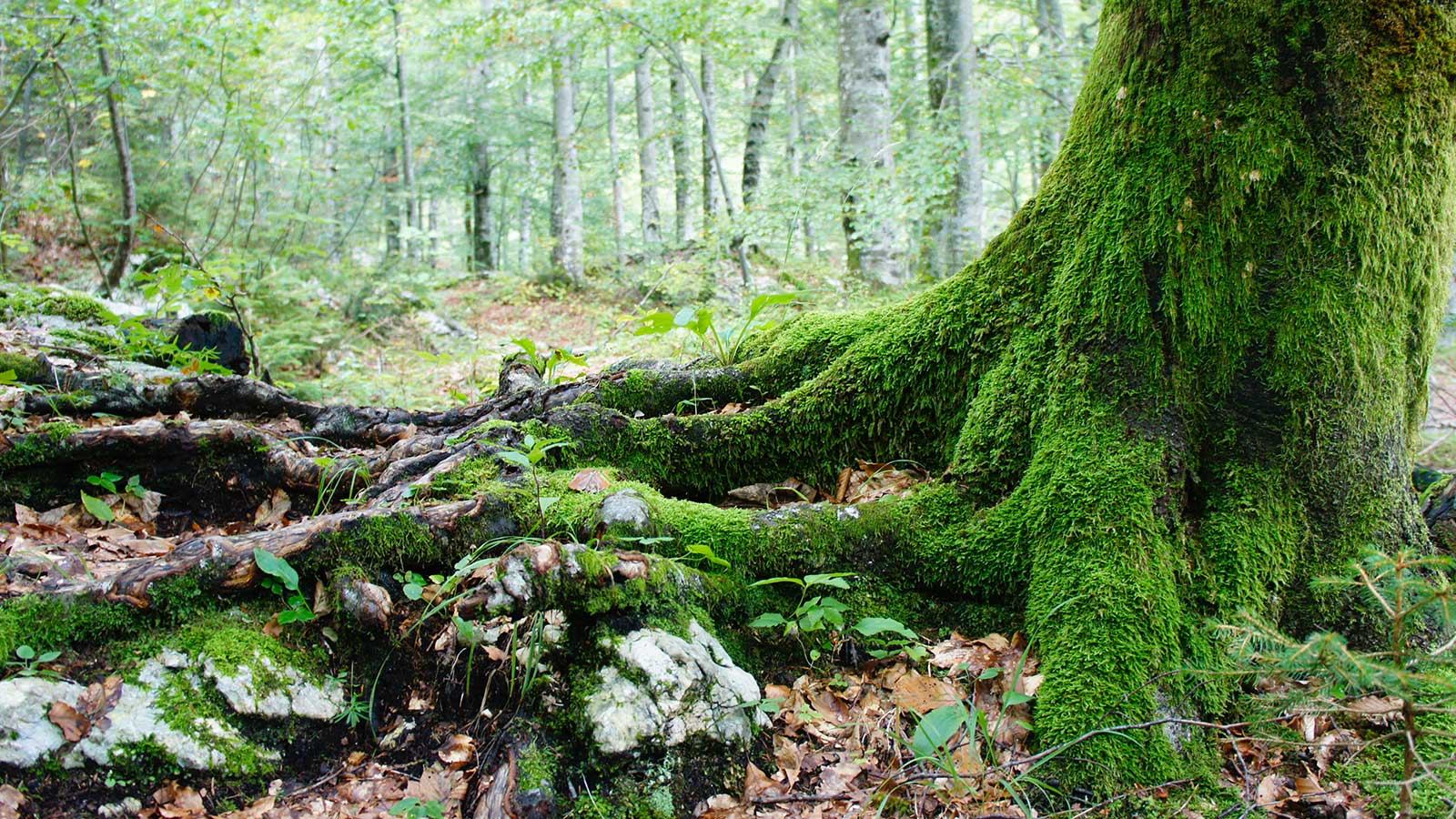 Tree roots in soil, debunking common myths about damage.