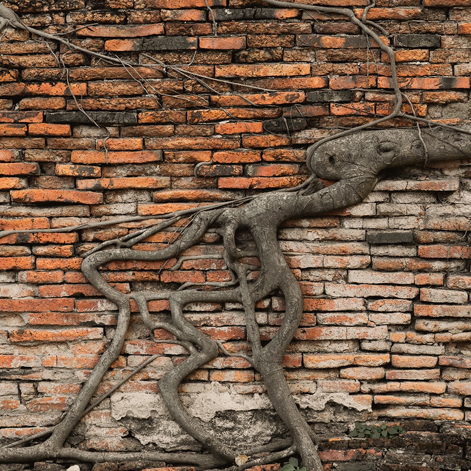 Tree roots near building foundation