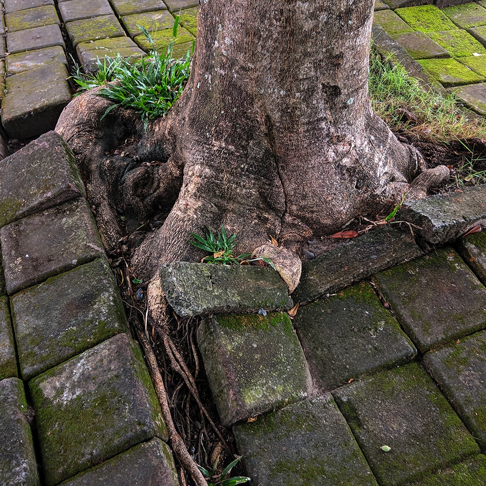 Tree roots lifting sidewalk