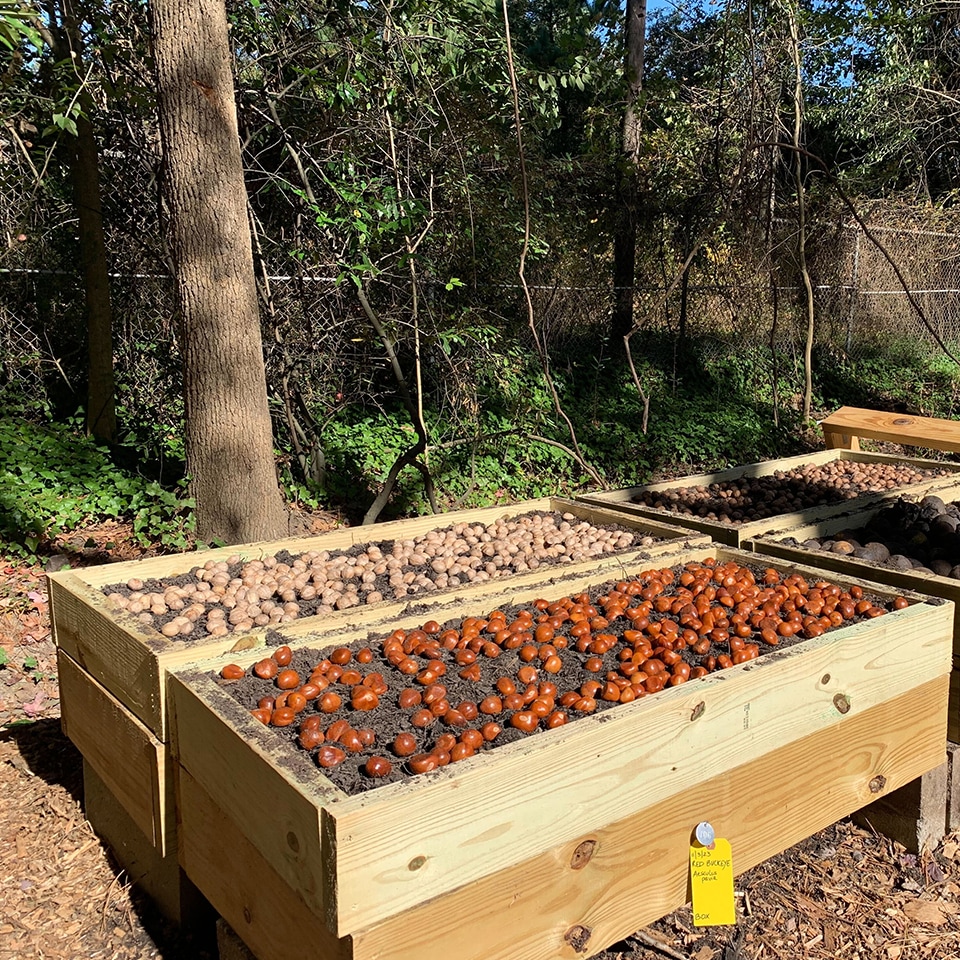 The beginnings of a batch of saplings for Project Pando, which became an official 501(c)3 non-profit this year!