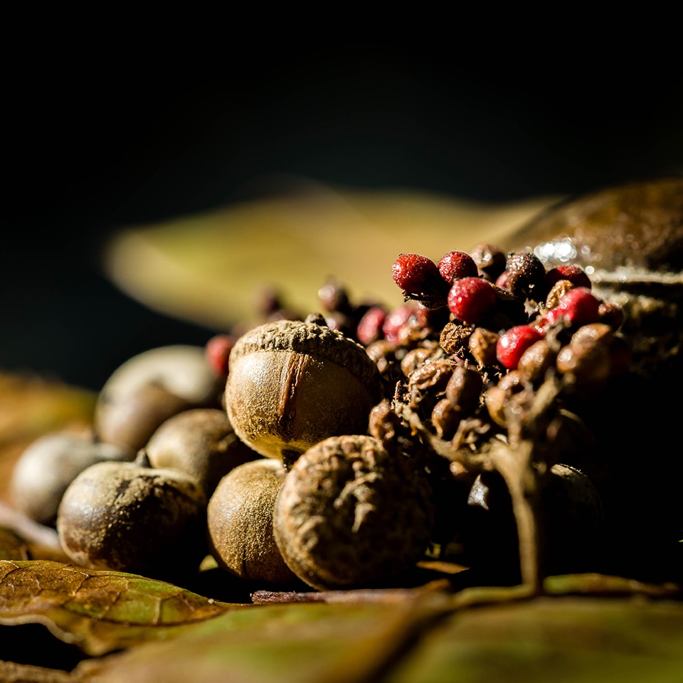 Acorns and native seeds for Project Pando