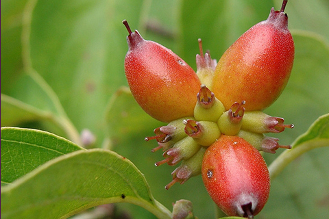 Native seed profile guide for identification