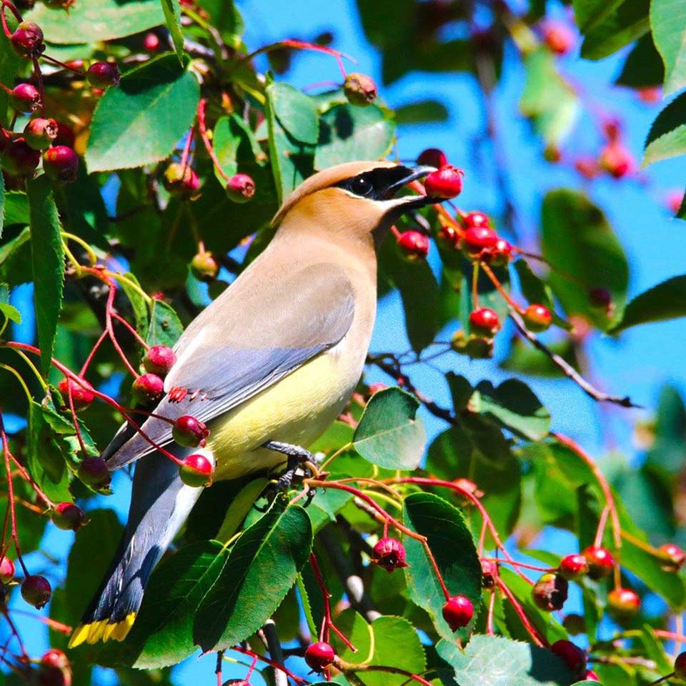 Serviceberry tree recommended for right place