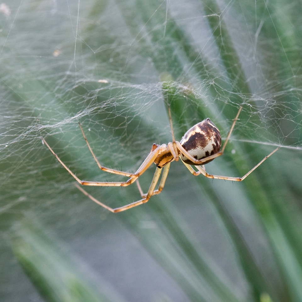Sheet-web spider web among shrubs