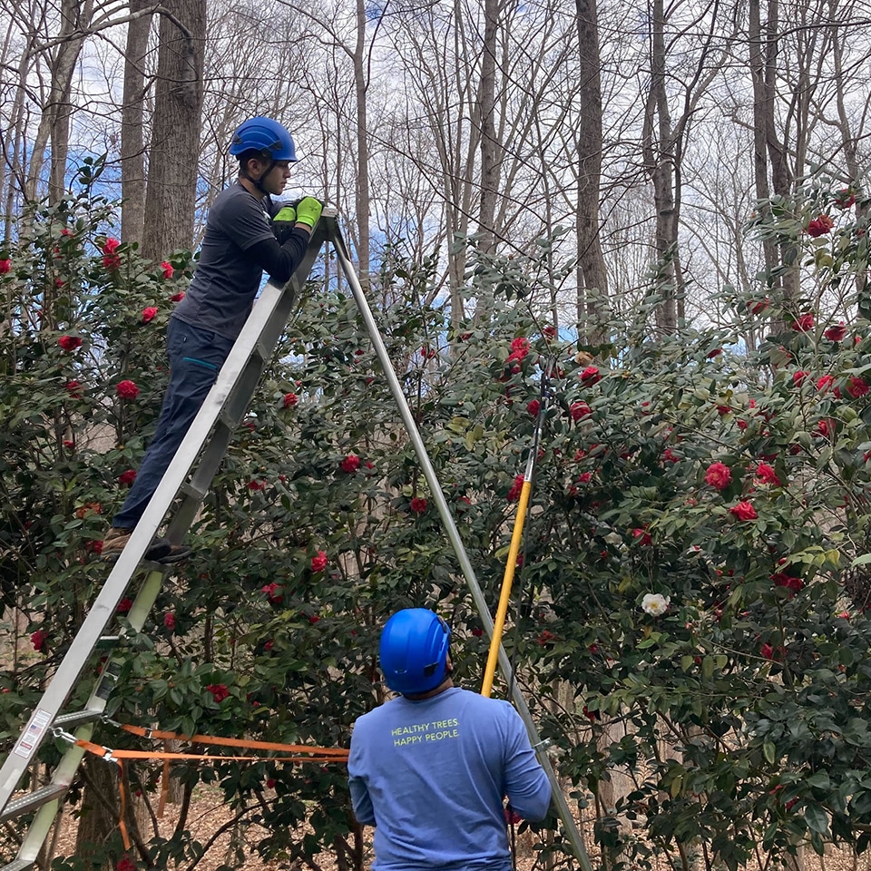 Juan, a longtime Leaf & Limb employee, shows a new crew member the ins and outs of shrub pruning.