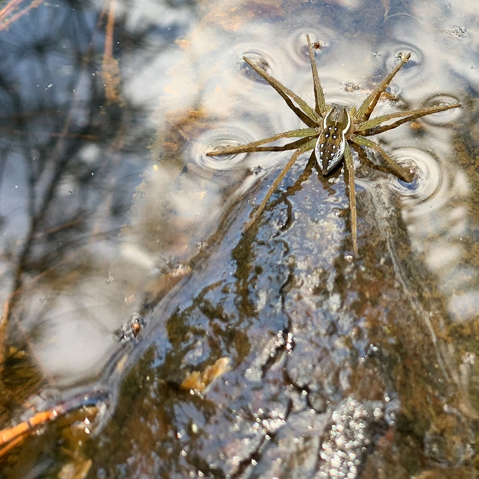 Nursery web spider on the water