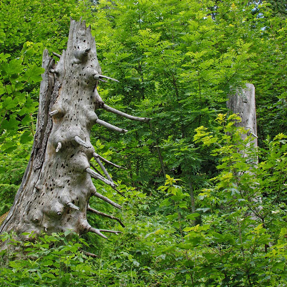 Standing dead tree (snag), important wildlife habitat