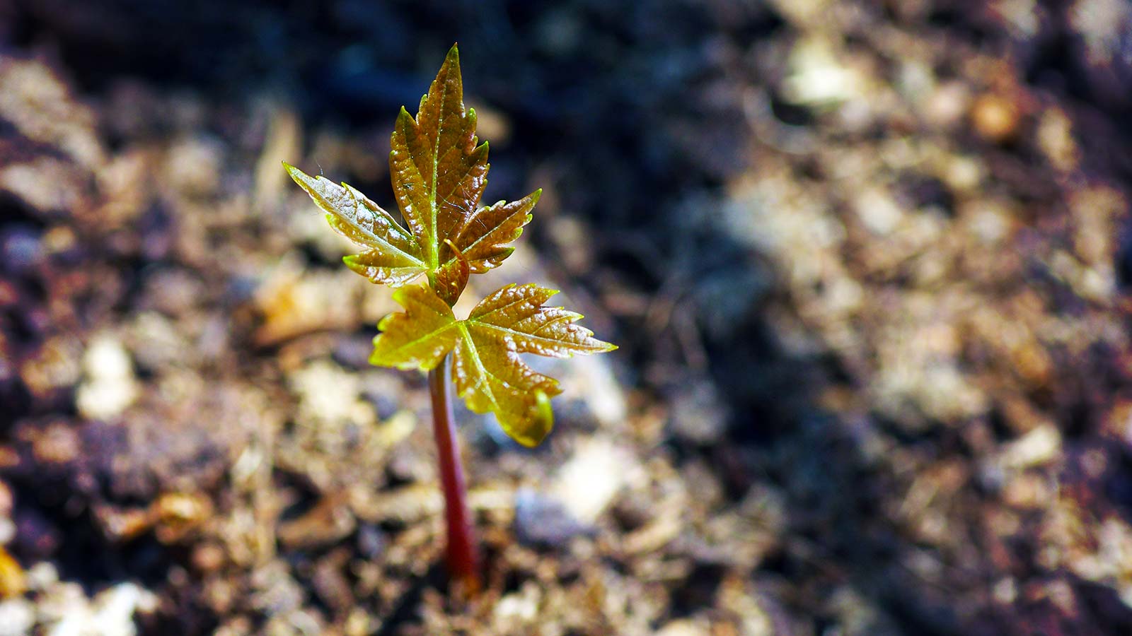 Rich dark soil with green sprouts and visible organic matter